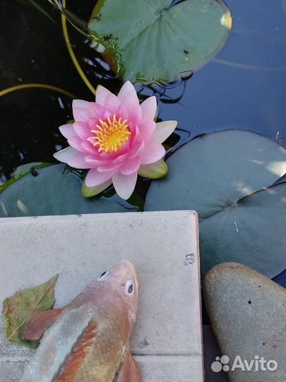 Нимфея или кувшинка, растение для прудов