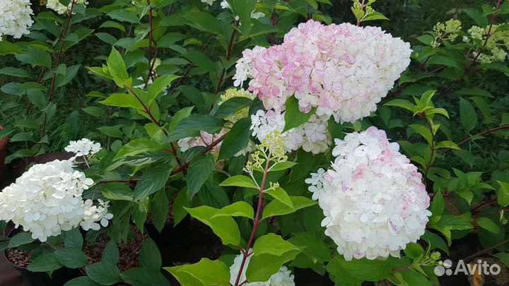 Ванилла Фрейз метельчатая гортензия