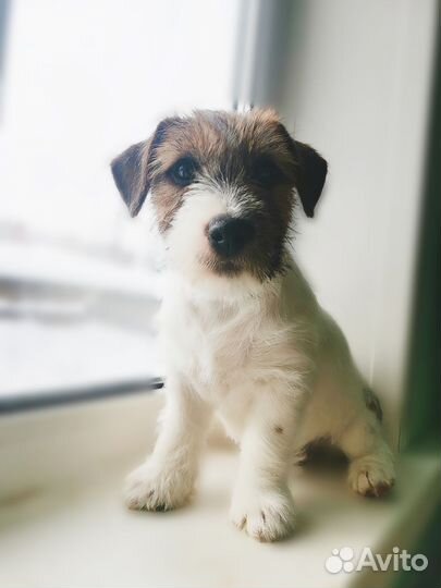 Лучшие Джек Рассел жесткошерстные щенки