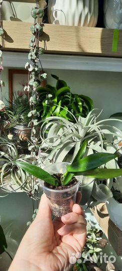 Хойи разные