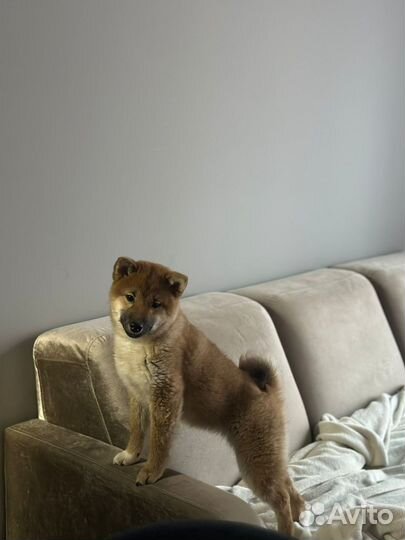 Щенки сиба ину