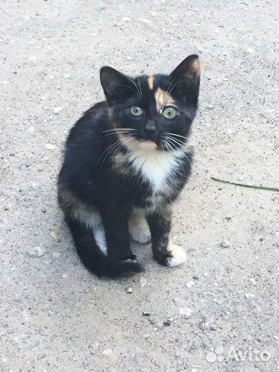 Котенок кошечка