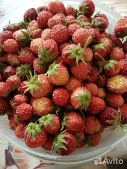 Земклуника, виктория