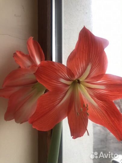 Гиппиаструм