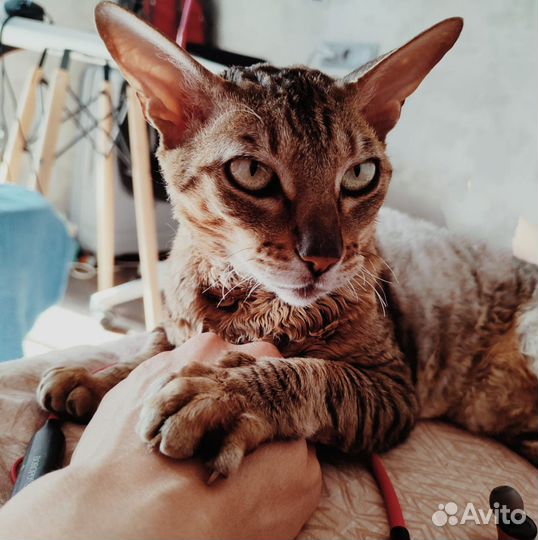 Кошка в добрые руки