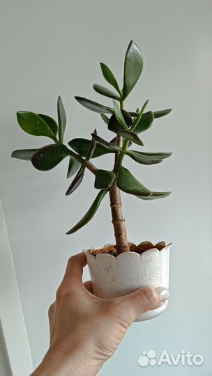 Толстянка крассула овата