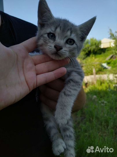 Котята в добрые руки бесплатно