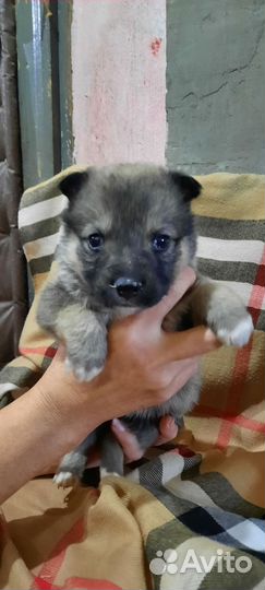 Щенок в добрые руки бесплатно