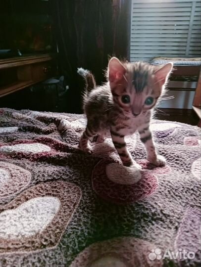 Бенгальские котята
