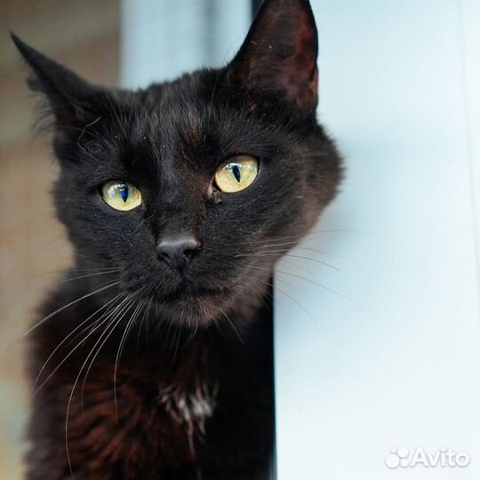 Кошка Алла в добрые руки