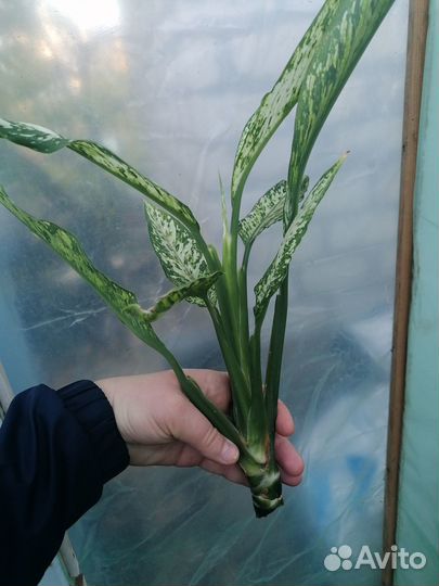 Диффенбахии Везувий и Аврора (Индонезия)