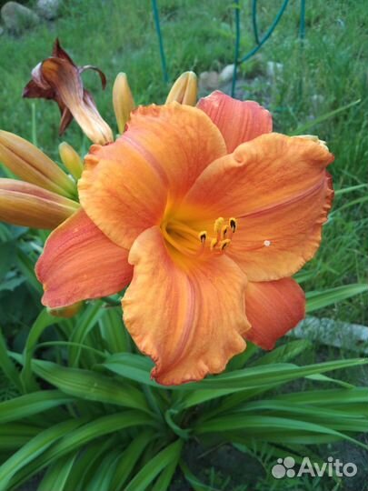 Многолетники для сада цветы