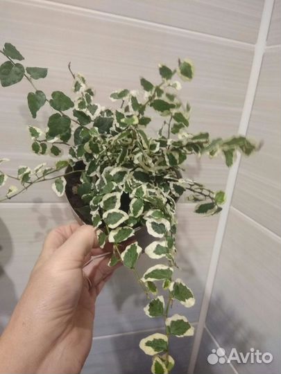 Цветы в горшках