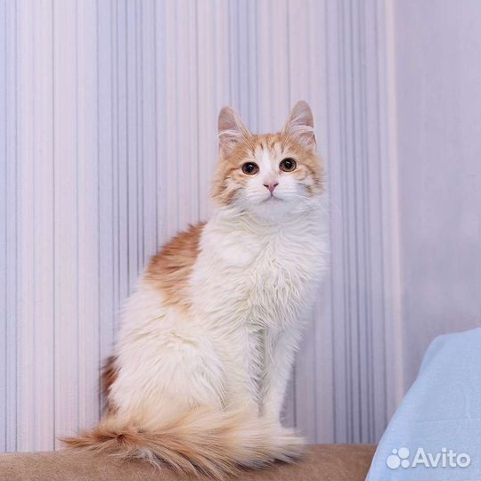 Кошка Катя рыже-белая пушистая в дар