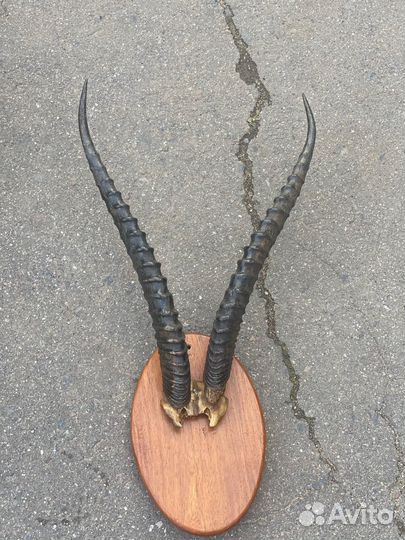 Рога оленя и лося