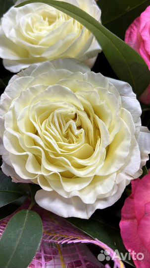 Розы с ароматом