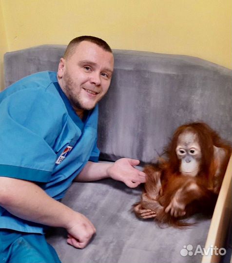 Скорая ветеринарная помощь. Ветеринарный врач