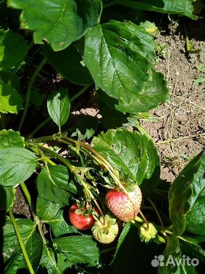 Садовая клубника рассада