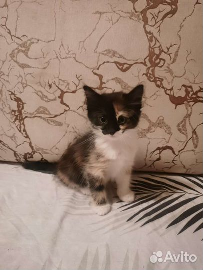 Котята ищут дом
