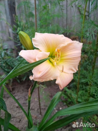 Цветы для дома и дачи