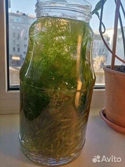 Водоросли аквариумные ассорти (прополка)