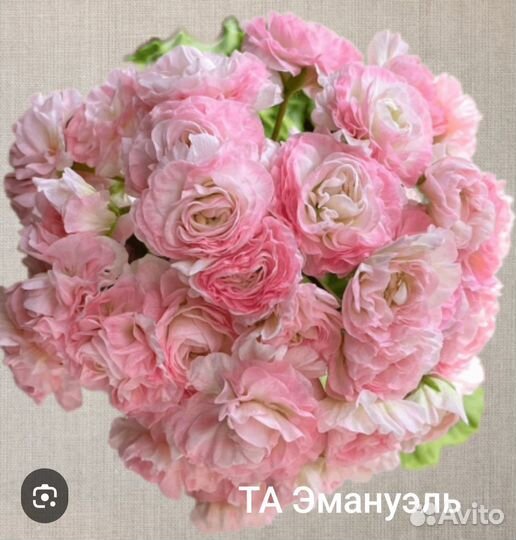 Пеларгогония