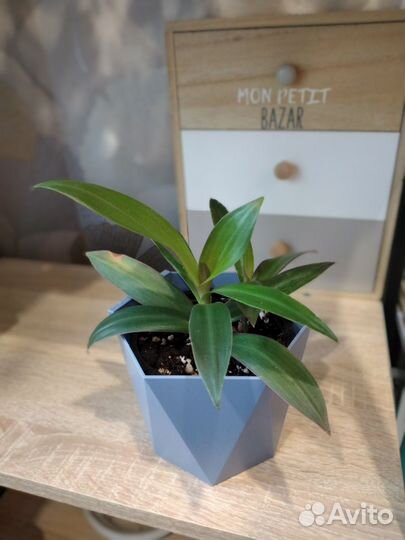 Комнатные растения: бегония,филодендрон,традесканц