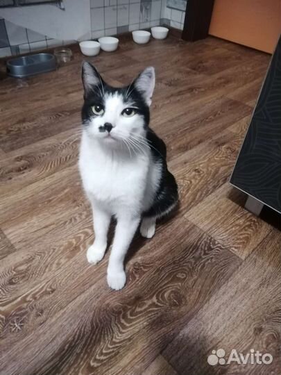 Кошка ищет дом