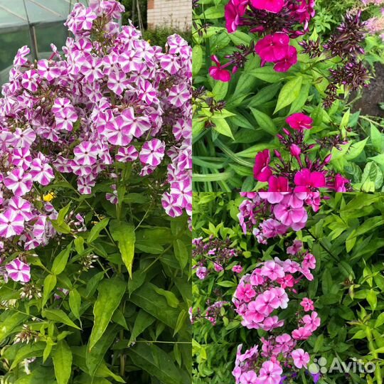 Многолетние растения