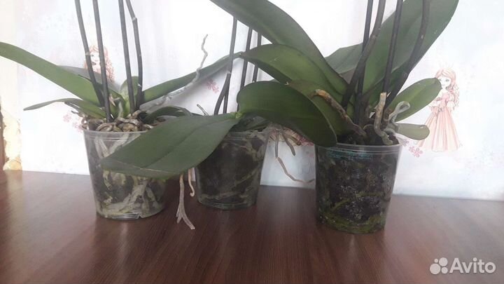 Сюрпризы орхидеи