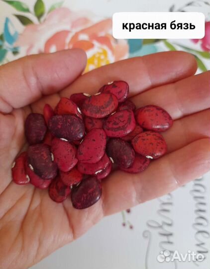 Лимская фасоль