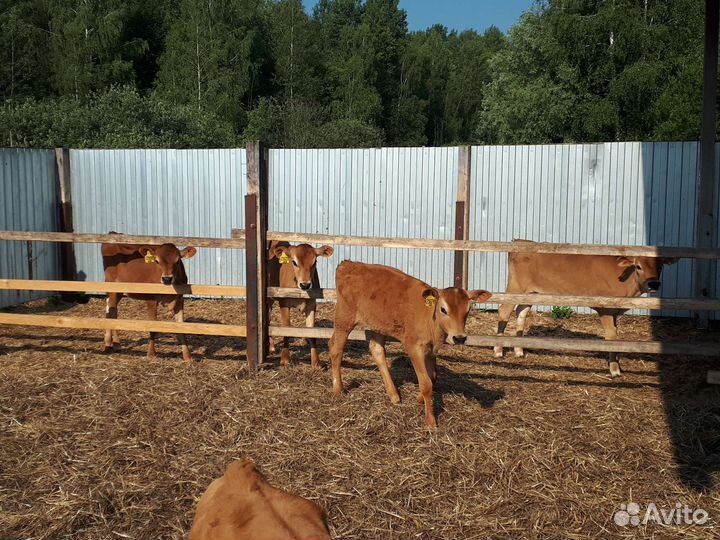 Телки Джерси 4-6 мес