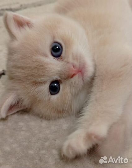 Кошки и котята