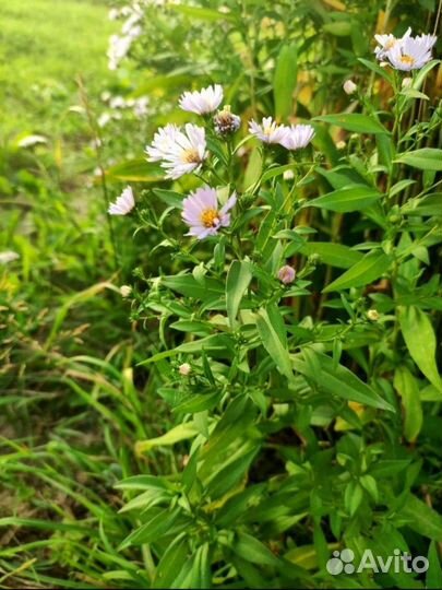 Астра иволистная