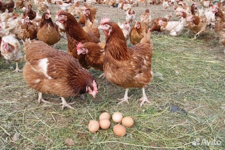 Куры несушки