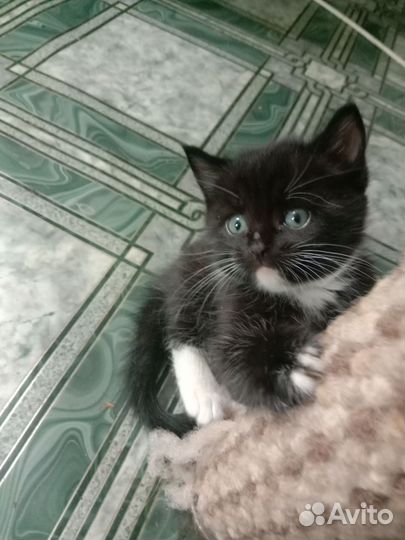 Шотландские котятки