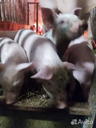 Поросенок ландрас