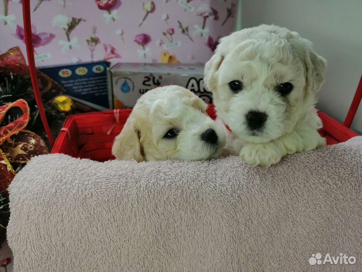 Щенок Мальтипу, примерная дата родов 28.10