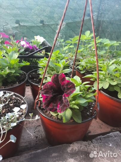 Петуния ампельная вегетативная