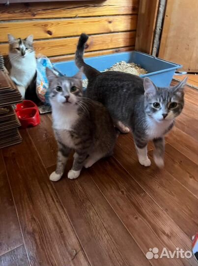 Спасённые коты и кошки ищут дом