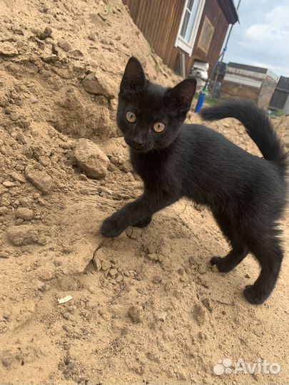 Отдам котят