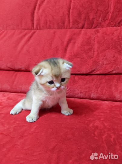 Шотландские котята