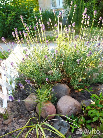 Лаванда саженцы, тимьян (чабрец)