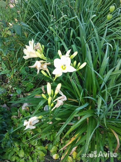 Лилейники сортовые