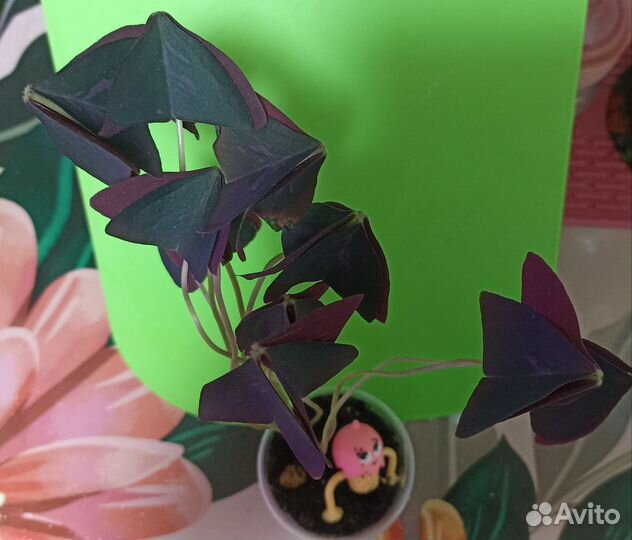 Комнатные цветы оксалис