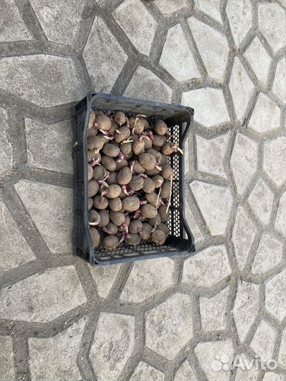 Семенной картофель розовый