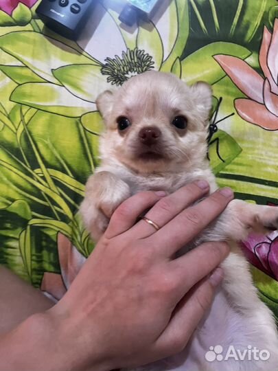 Чихуахуа мелкий стандарт