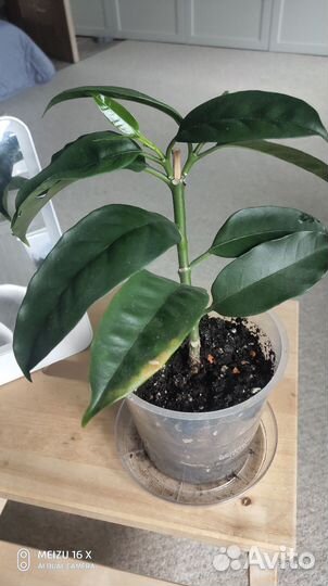 Хойя мультифлора