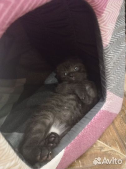 Отдам котенка в добрые руки