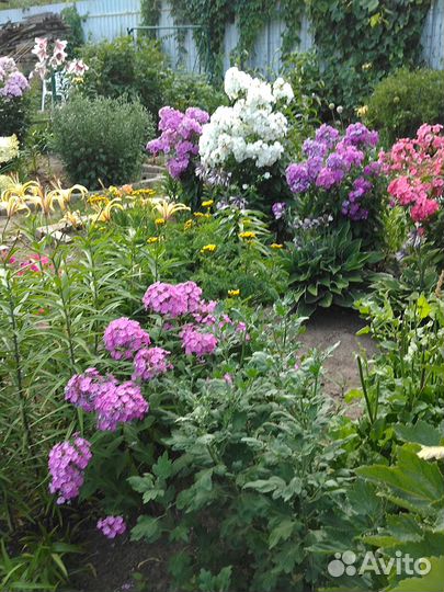 Флоксы сортовые